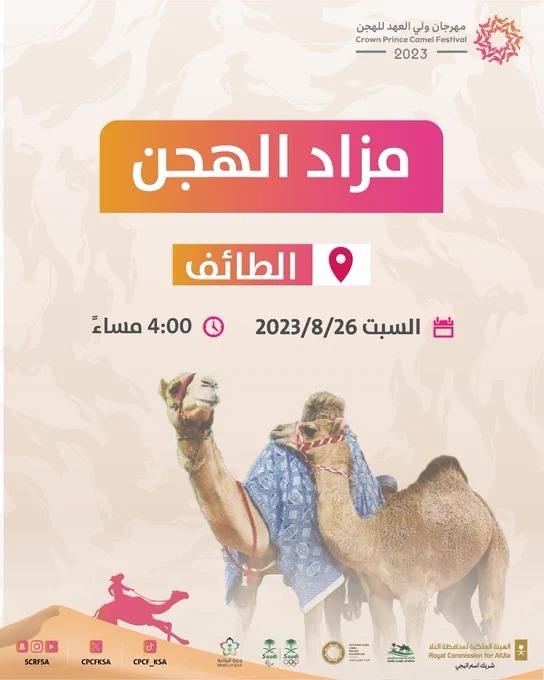 غدا .. انطلاق مزاد الهجن في الطائف