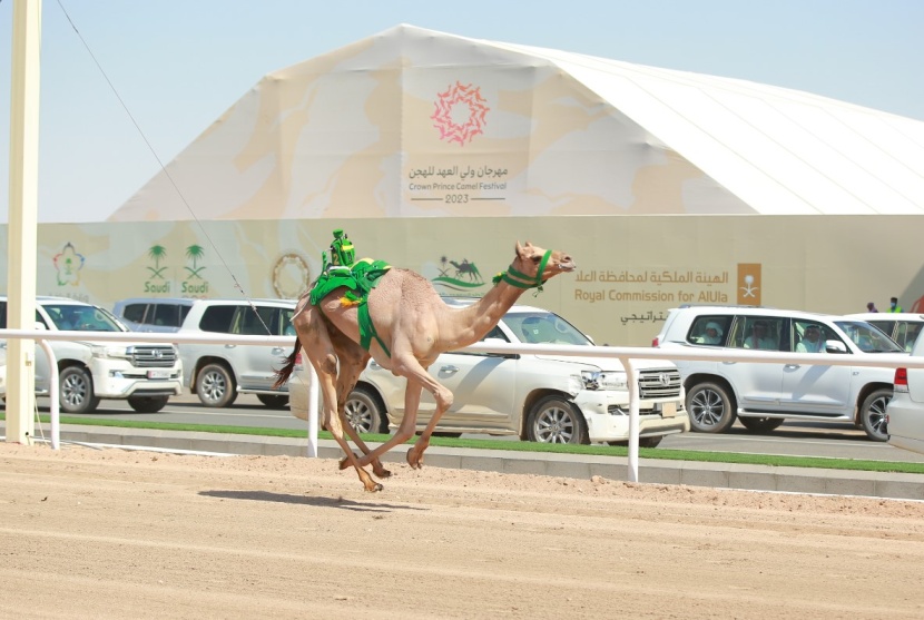 "هداد" .. يخطف الشوط ختام المفاريد في مهرجان ولي العهد للهجن