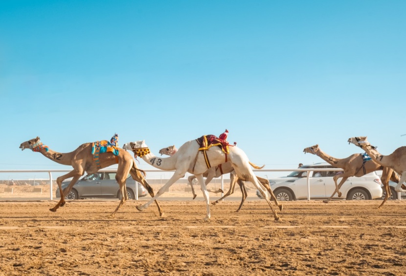 صفقات مهرجان ولي العهد للهجن الأولى .. ربع مليار قيمة 786 صفقة