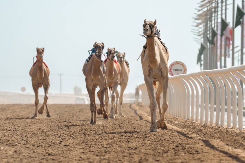 ختام الهجن .. من يظفر بسيف ولي العهد؟