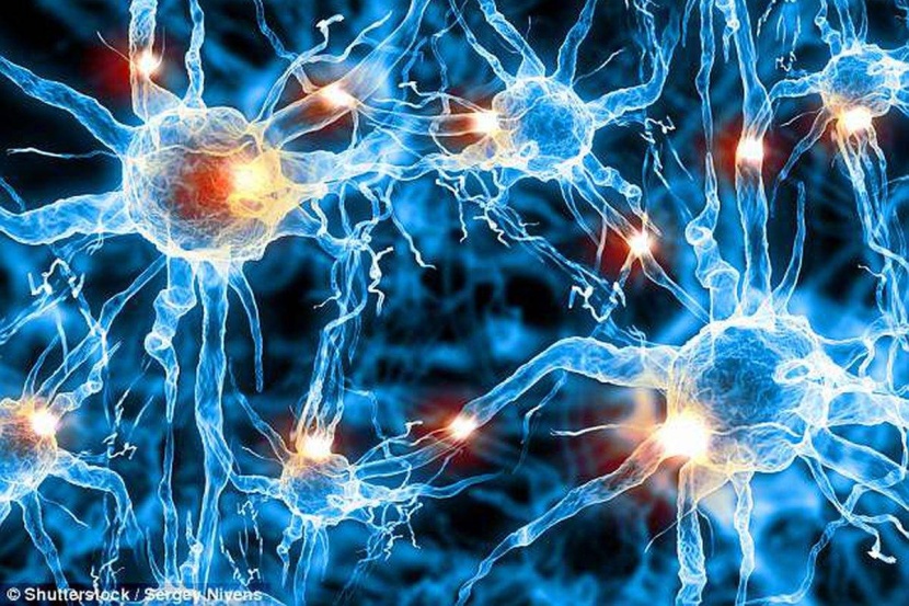 اكتشاف أدلة على وجود خلايا دماغية هجينة
