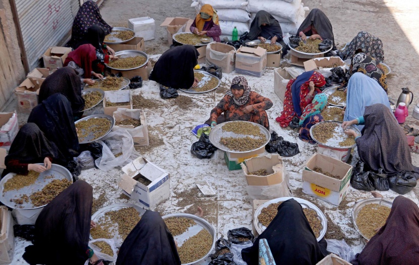  فرز الزبيب في أفغانستان