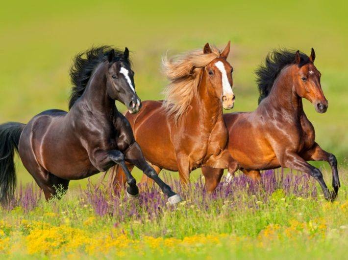 بواسطة المروحيات .. أستراليا تعدم الخيول البرية
