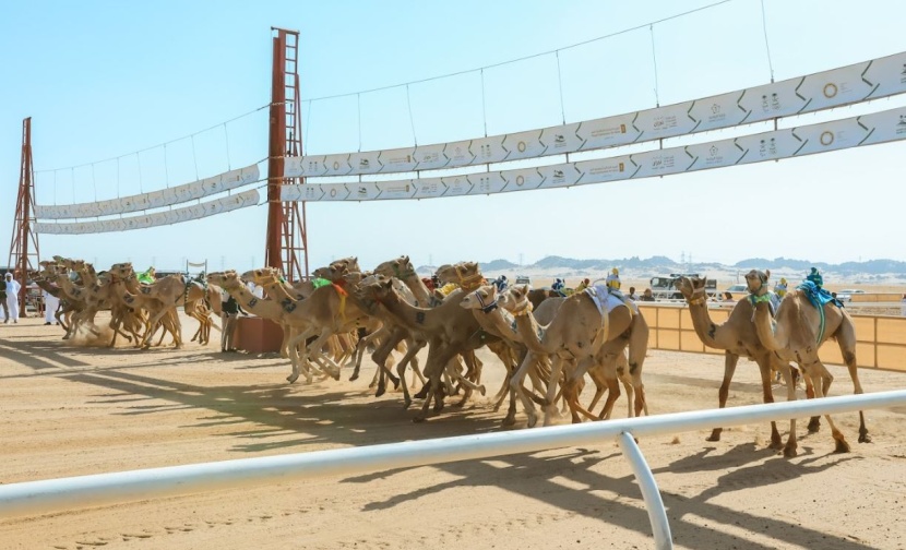 تركي بن هذلول يتوج أبطال كأس الاتحاد السعودي للهجن 