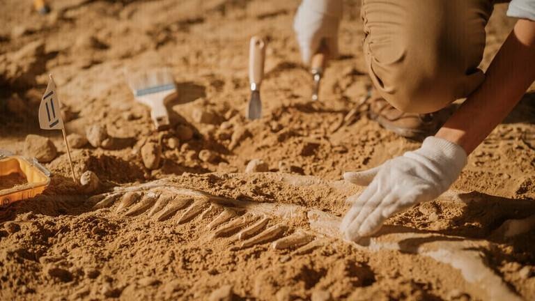 اكتشاف هيكل عظمي لديناصور في وضعية نوم هادئة