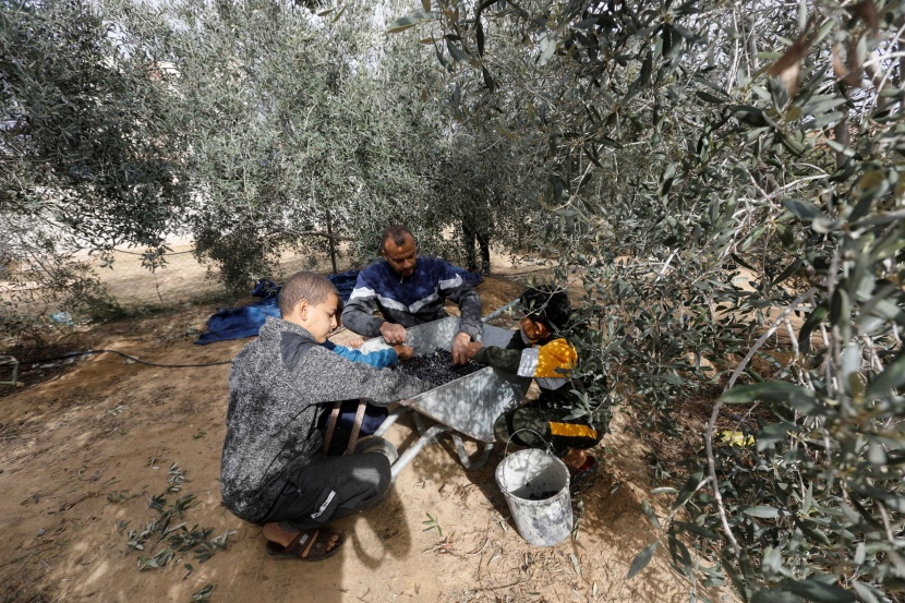 مزارعو الزيتون في غزة يشتكون قلة المحصول بسبب الحرب 