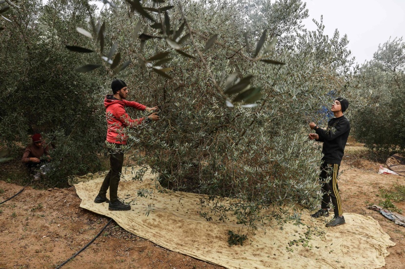 مزارعو الزيتون في غزة يشتكون قلة المحصول بسبب الحرب 