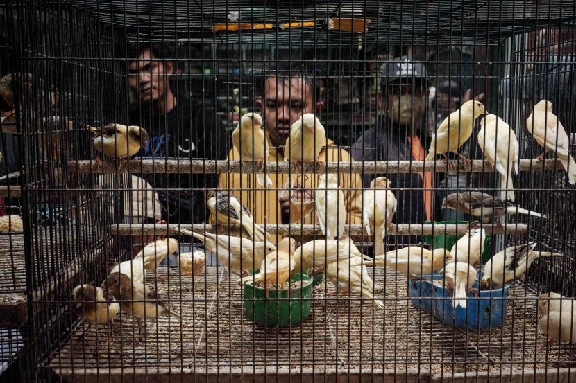 سوق الطيور في جاكرتا