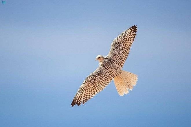 مهرجان الملك عبدالعزيز للصقور يسجل رقما قياسيا في«جينيس»