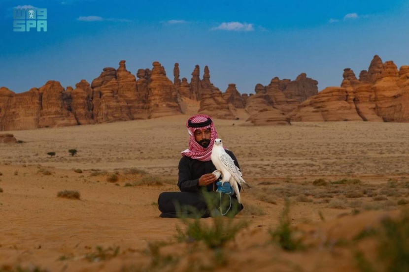 صقور العلا