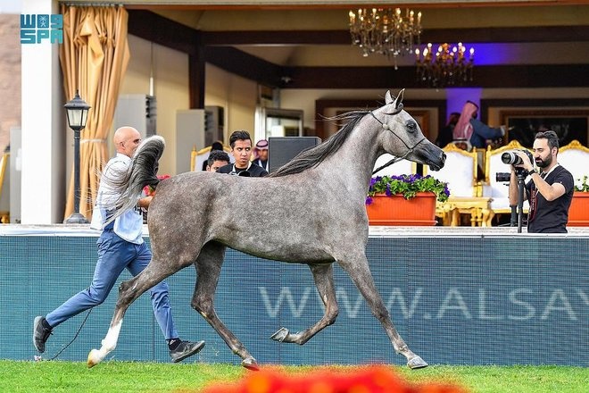 برعاية الملك .. العرض الدولي لجمال الخيل العربية الأصيلة ينطلق في 13 ديسمبر
