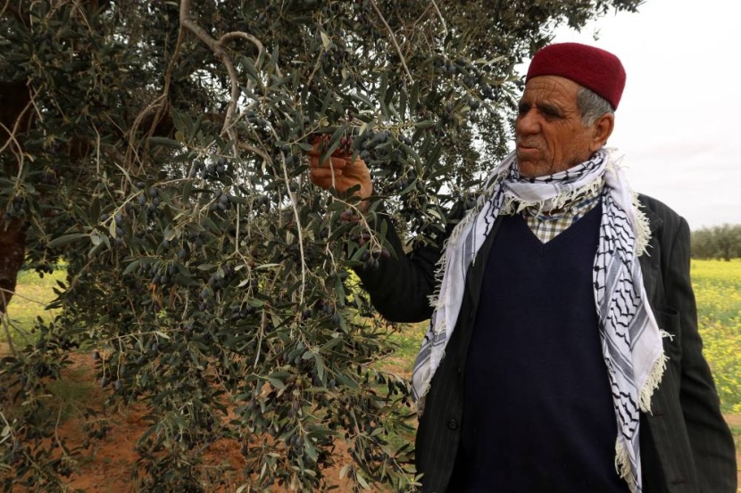 منتجو "الذهب الأخضر" في تونس يواجهون تحديات التمويل ونقص مصانع التعبئة