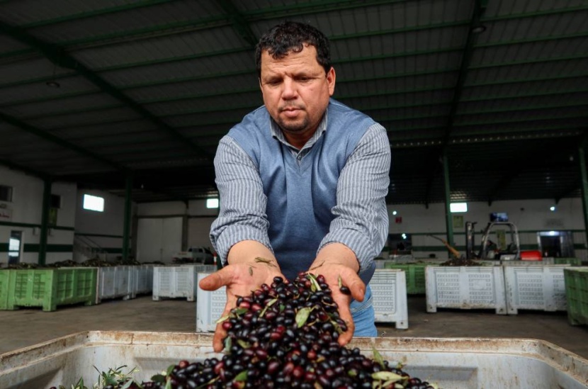 منتجو "الذهب الأخضر" في تونس يواجهون تحديات التمويل ونقص مصانع التعبئة