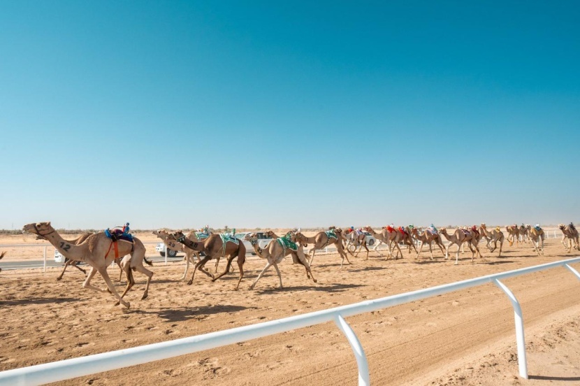 مهرجان ولي العهد للهجن ينطلق 10 أغسطس بجوائز 56 مليون ريال
